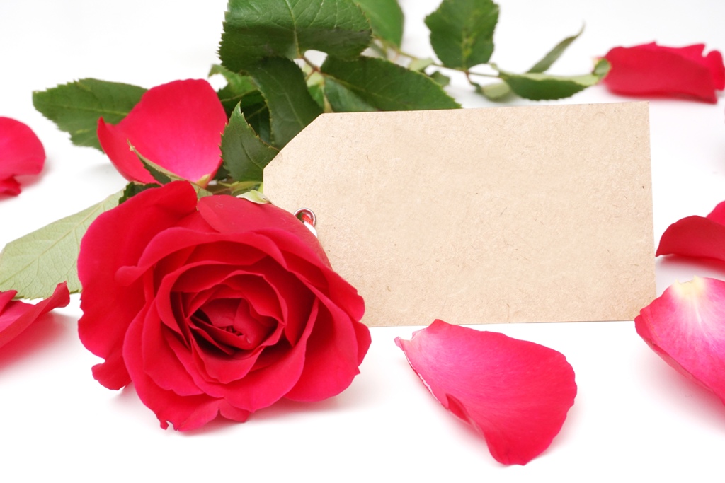 Red rose with blank card for message