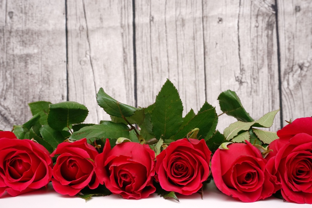 Red roses in front of wall